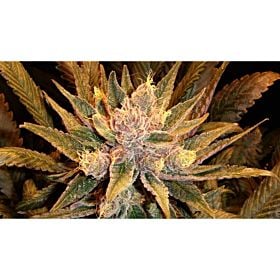 Mosca Seeds Diesel Moonshine Reg