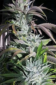 DIGITAL GENETICS DIGITAL DREAM REG