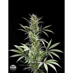 Dinafem Blue Fruit Feminised