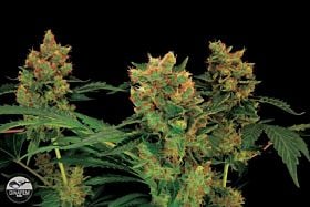 Dinafem Blue Hash Feminised