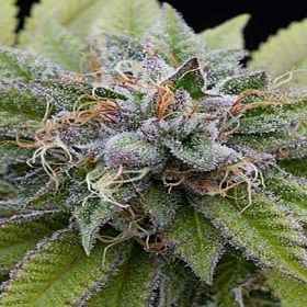 Dinafem Bubba Kush Feminised