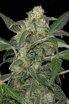 Haze 2.0 Automatic Feminised