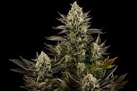 Lowlife Seeds Seedbank - Automatic White Widow Feminized Seeds