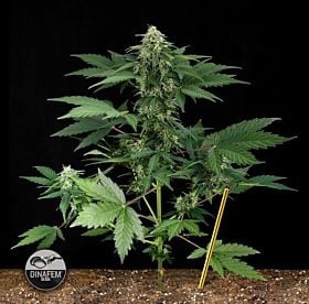 Dinafem Roadrunner Autoflowering Feminised