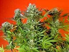 Magus Genetics Motavation Regular 