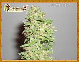 Dizzy Lights Auto Feminized 