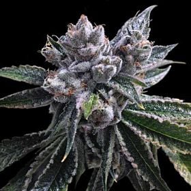 dna el fuego auto