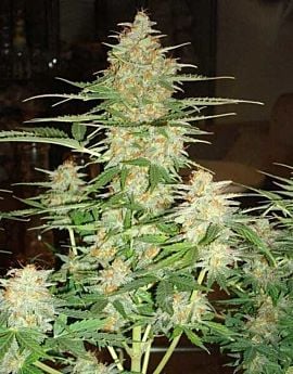 DNA Genetics 60 Day Wonder Auto-flowering Feminised 