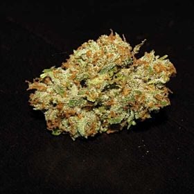 Archive Seeds Poochie Love Regular
