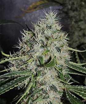 karma genetics dominator x biker
