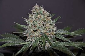Allstar Genetics Don Tangelo Feminized