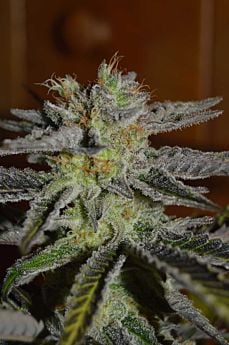 g13 double black