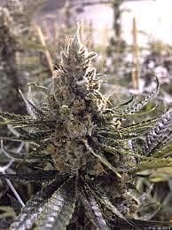 Cannaventure Seeds Urkle Berry II Regular 