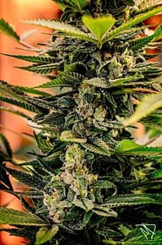 TGA SubCool Genetics Dr. Who Regular