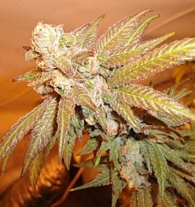 Bodhi Seeds Northern Lights #5 Regular