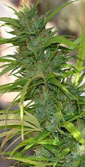 cannabiogen Auto CBG