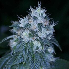 Archive Seeds HazMat OG Regular 