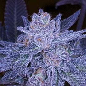 Archive Seeds Grimace OG Regular