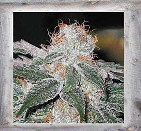 Garden of Green Dubble Bubble Fem