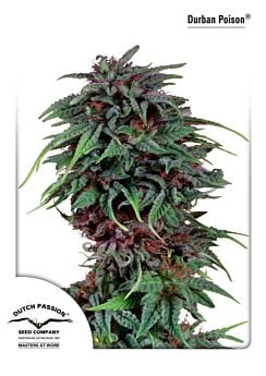 Dutch Passion Durban Poison Feminised