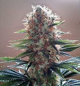 apothecary genetics durbin og