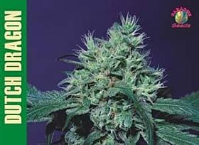 Paradise Seeds Dutch Dragon Feminised
