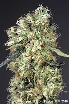 Dutch Passion Dutch Haze Feminised