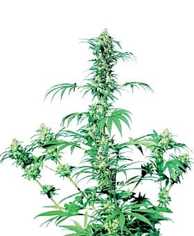 Sensi Seeds - Early Girl Regular