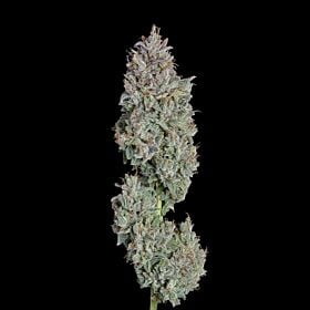 Easy Button Autoflower - Happy Valley Genetics