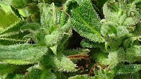 FREEDOM OF SEEDS EASY CHEESE REGULAR LITTLE STILTON