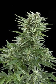 Royal Queen Seeds Easy Bud Automatic Feminised