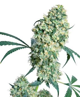 Sensi Seeds - Ed Rosenthal Super Bud Regular