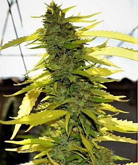 Original Delicatessen Seeds Edy Fem