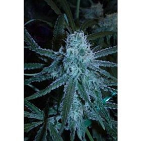 Cannaventure Seeds Electric Larry Land Regular