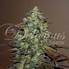 Delicious Seeds Eleven Roses Fem