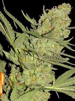 Seedism Seedbank Elvis Feminized 