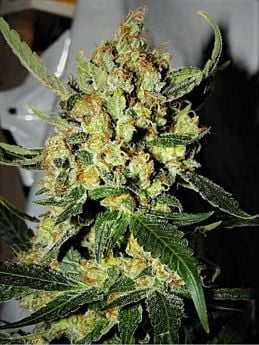 Cali Kush Seeds Emperor Mandarin Fem