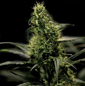 Bulldog Seeds - Energy Haze Feminized