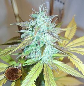 Lemon Haze Auto Feminized 