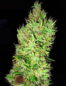 OG Critical Regular