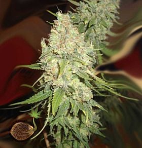 Emerald Triangle Black Berry OG Feminized