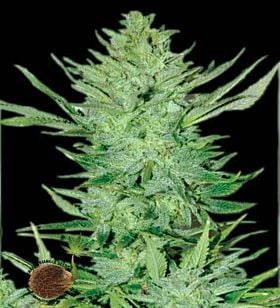 Headlights Kush Auto Regular