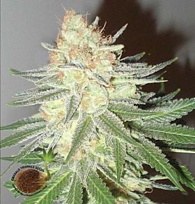 Cotton Candy Cane Regular