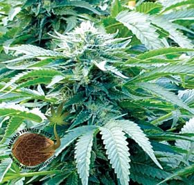 Trinity Kush Regular