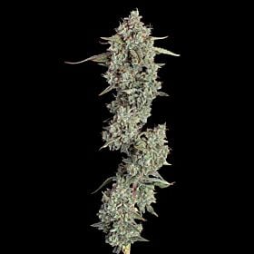 Everglades OG Autoflower - Happy Valley Genetics