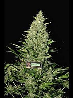 Magus Genetics Exile Feminised Seeds