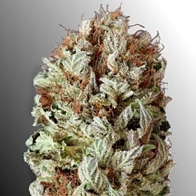 Heavyweight Extreme Impact Auto Fem