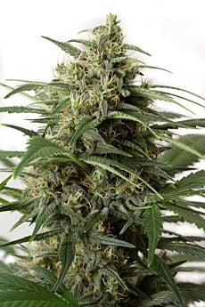 dinafem moby dick xxl