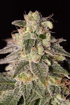 dinafem shark shock cbd