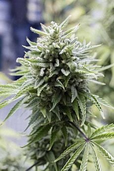 Dinafem OG Kush auto